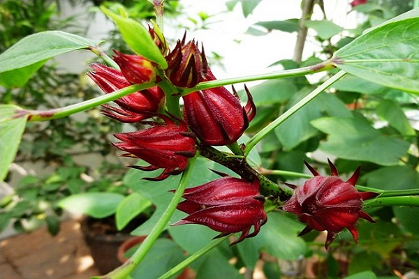 Roselle extract for skin care