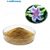 Lily Extract
