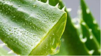 5 Ways to Use Aloe Vera in Your Beauty Routine