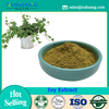 Ivy Extract